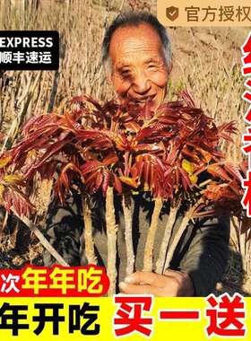 红油香椿树正宗矮化春芽盆栽