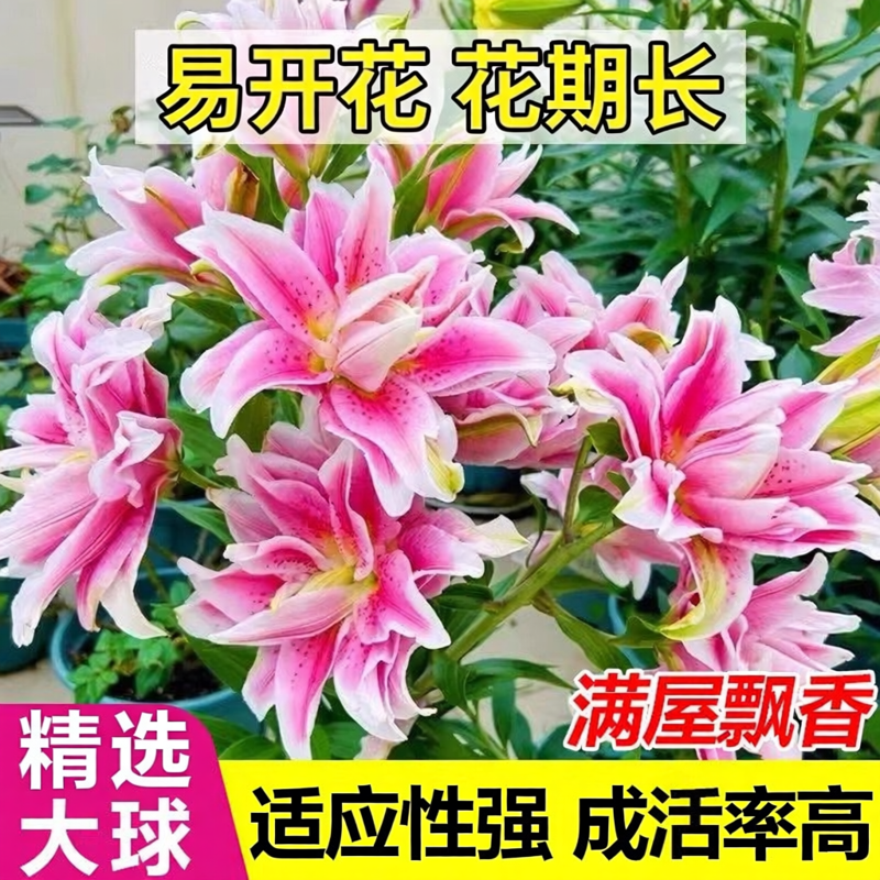 重瓣香水百合花种球带芽好养活特大鲜切花卉阳台盆栽轻松开花绿植