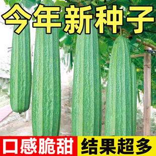 长棱丝瓜种子八角瓜棱角丝瓜种籽耐寒高产秋冬季庭院盆栽蔬菜种苗