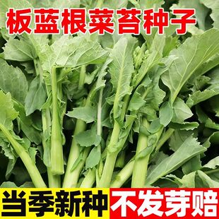板蓝根青菜苔种子油菜苔种籽中药材种籽四季 蔬菜种孑阳台盆栽春季