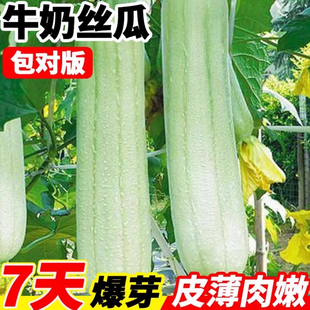 牛奶丝瓜种子高产菜瓜种籽香肉丝瓜籽种四季种植阳台庭院蔬菜大全