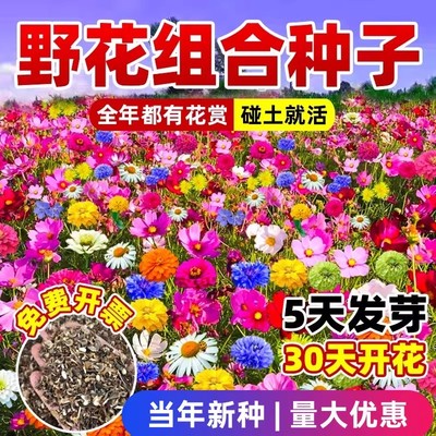 【好养易活】野花组合花种子四季