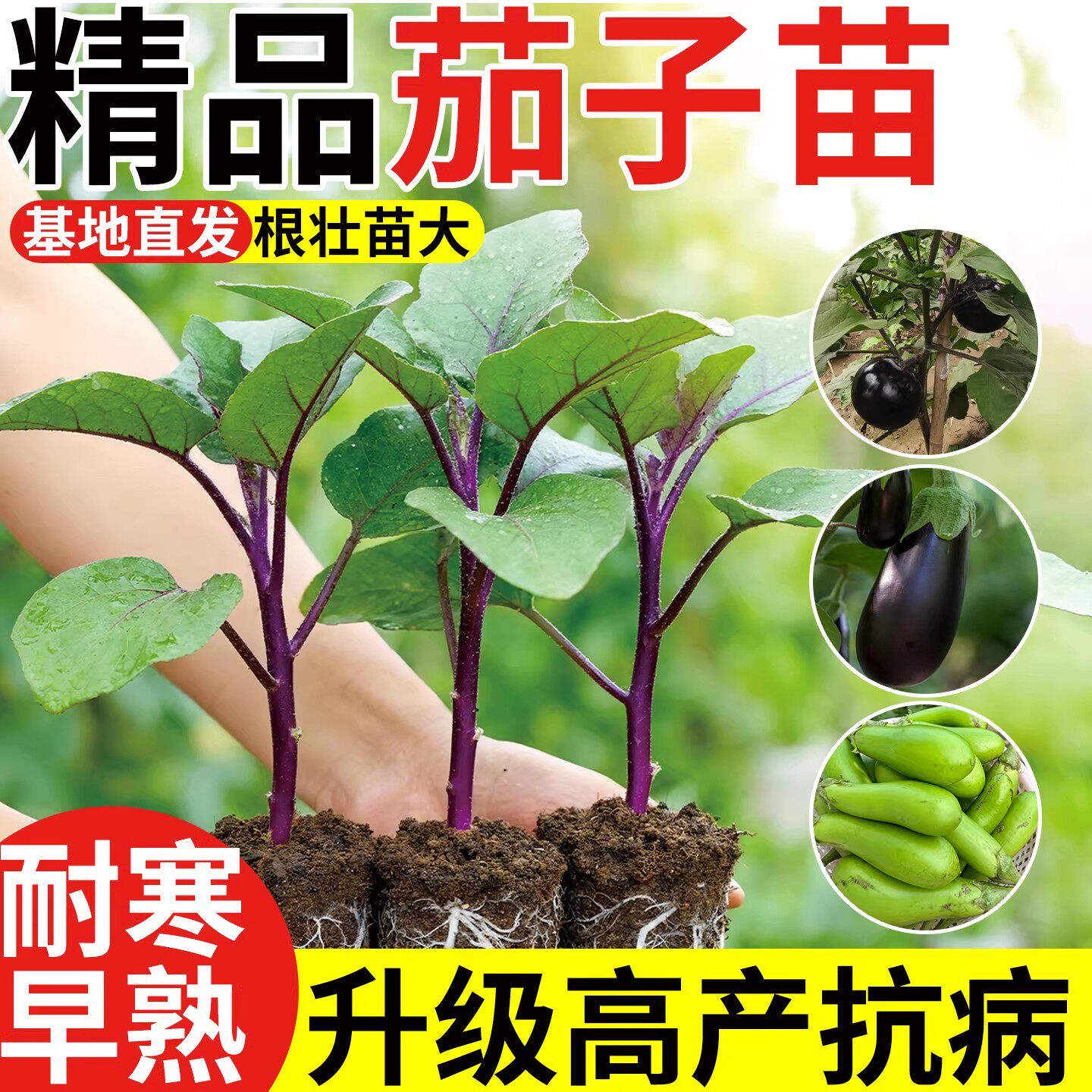 茄子苗秧苗带土嫁接老品种黑紫长茄紫茄杭茄种籽子春季蔬菜苗大全