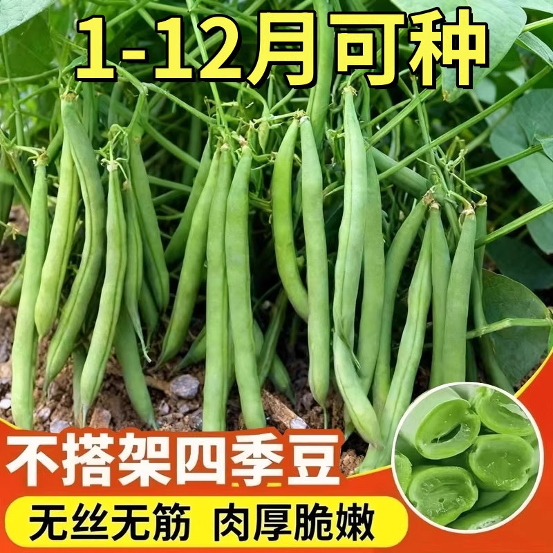 无架地豆种子苗高产不搭架豇豆豆角种孑春夏秋菜豆矮生四季豆种籽