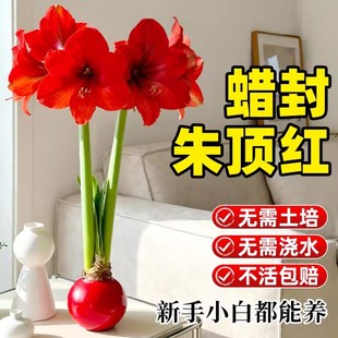 蜡封朱顶红大球懒人好养易活室内桌面花卉观赏植物节日祝福注定红