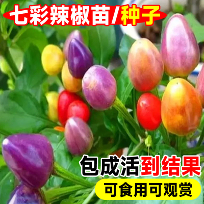 【抗病高产】食用观赏七彩辣椒苗