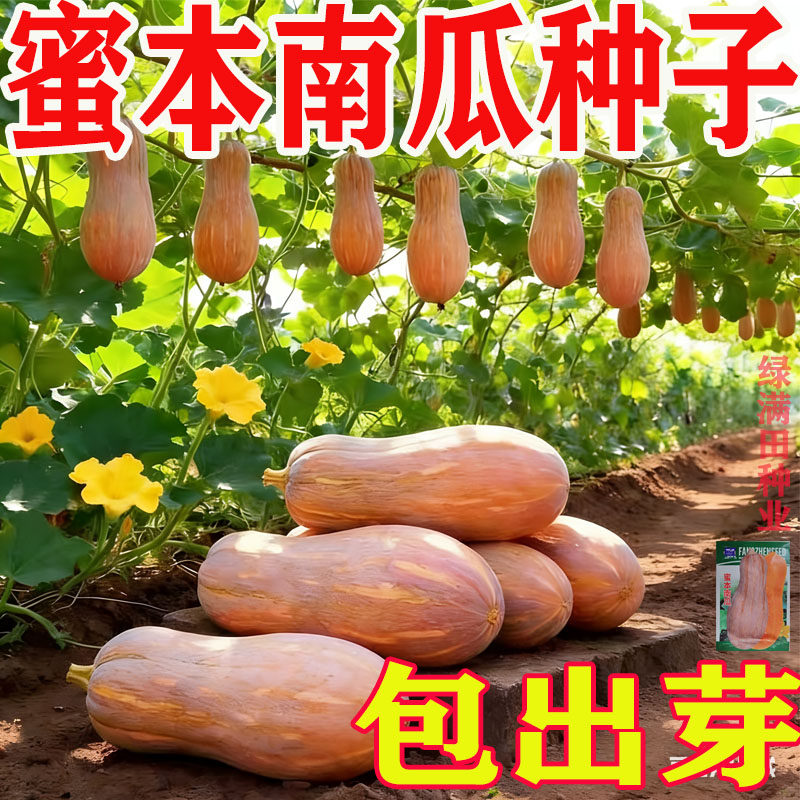 【轻松高产】蜜本南瓜种香甜粉糯图片