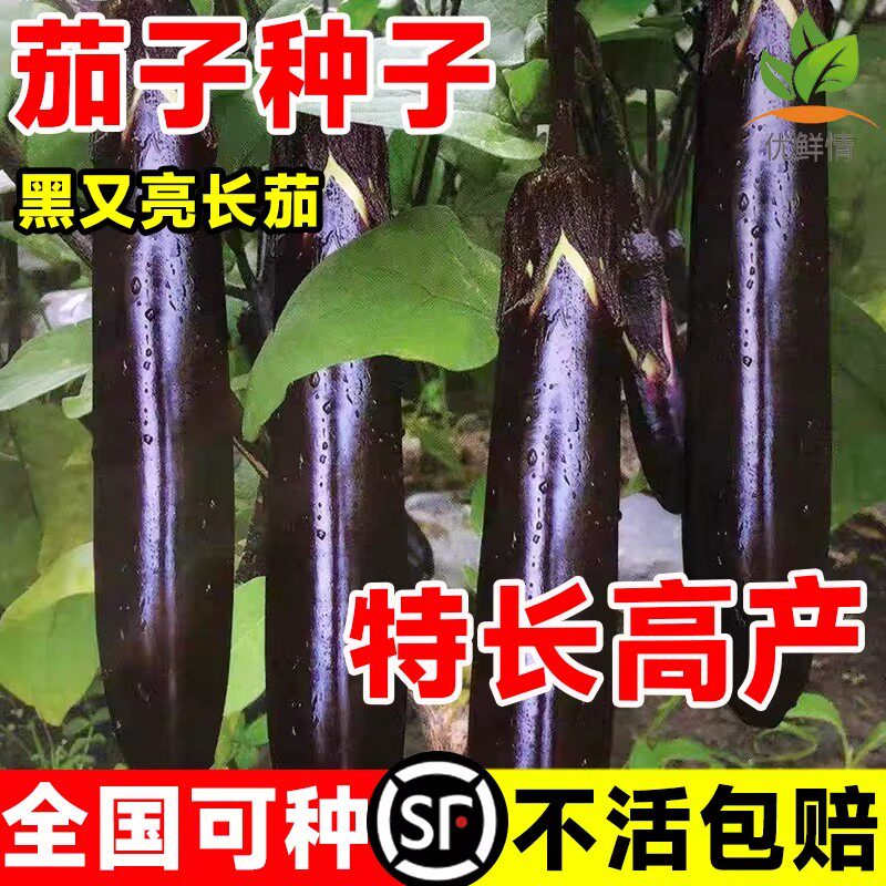 茄子种籽黑茄子老品种花茄本地茄子大全杭茄秧苗烧烤高产蔬菜种孑