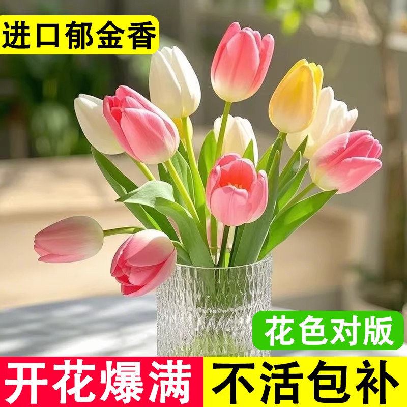 进口郁金香种球秋冬花卉耐寒花种子室内盆栽水培土培地栽开花植物,鲜花速递/花卉仿真/绿植园艺,种球/裸根,淘宝优惠券,粉丝福利购,淘宝优惠卷