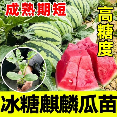 【超甜薄皮】冰糖麒麟西瓜种籽