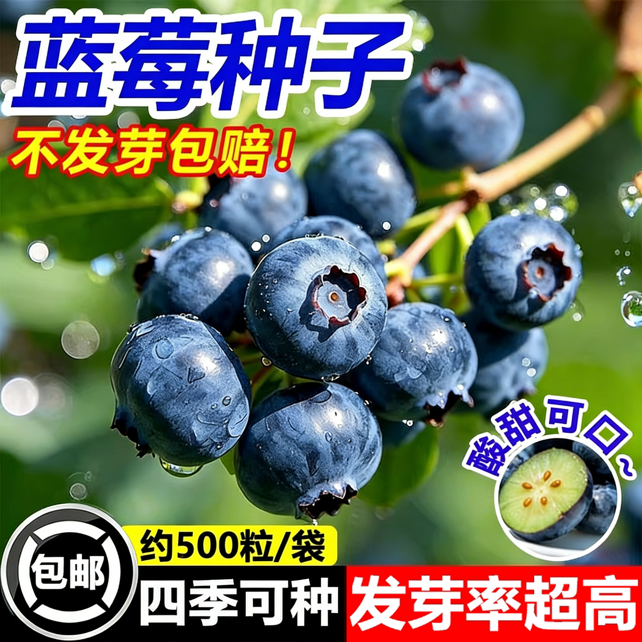蓝莓果苗蓝莓种子蓝莓大果种子室内阳台庭院盆栽地栽易活四季种植