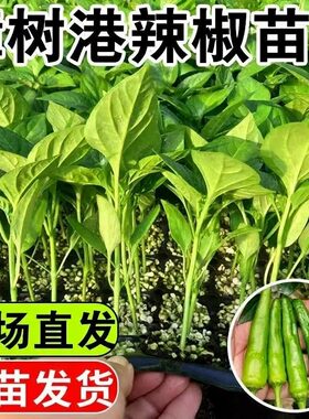 正宗湖南樟树港辣椒苗好吃高产