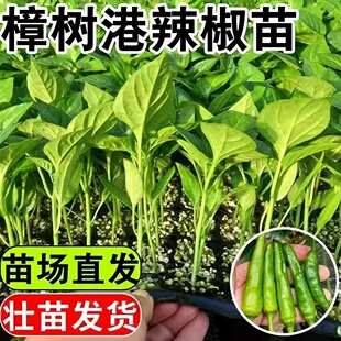 正宗湖南樟树港辣椒苗秧带士球薄皮小朝天椒种子高产春秋庭院蔬菜