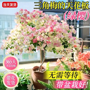 重瓣绿樱三角梅老桩盆栽四季带花苞发货特大号漳红樱耐寒冻开花卉