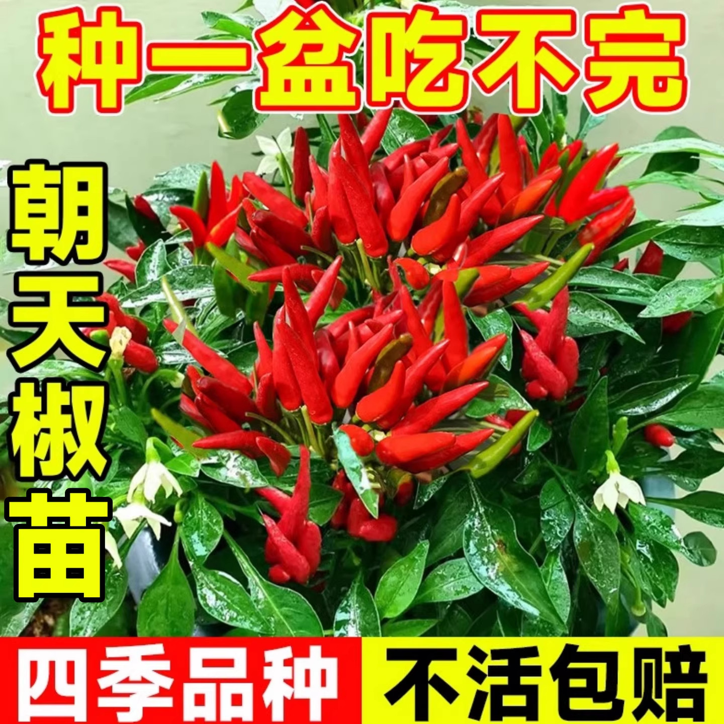 朝天椒辣椒苗秧苗四季可种阳台盆栽种植苗高品质辣椒种籽高产种子