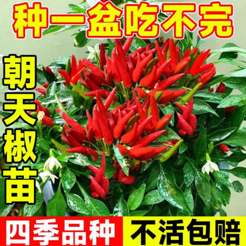 【四季可种】高产朝天椒秧苗