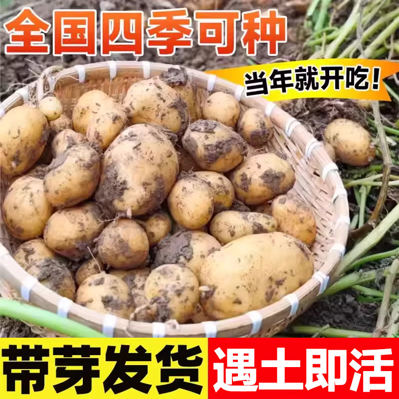 黄心土豆种子带芽高产脱毒四季播种蔬菜种子马铃薯种秋季春季种籽