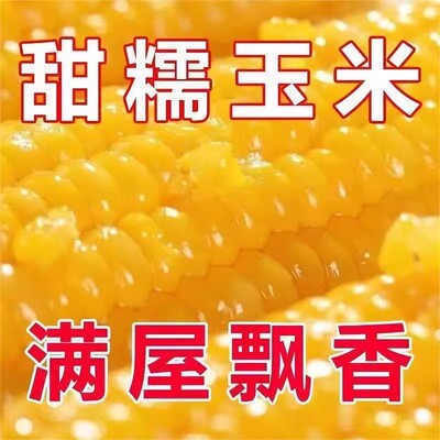 【黄糯钻玉米】高产量大