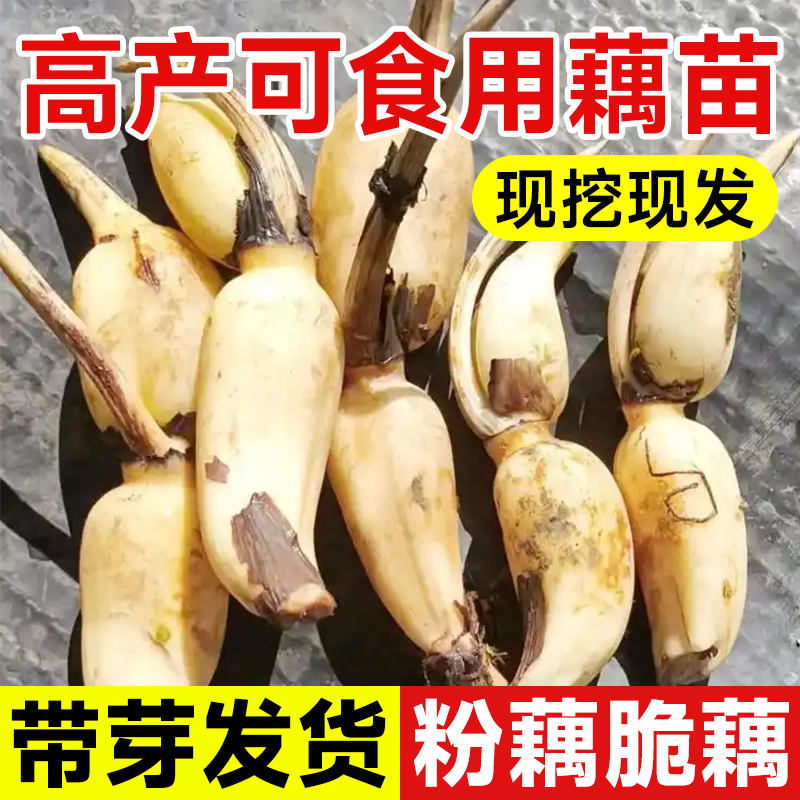 莲藕苗种食用高产现挖现发易存活