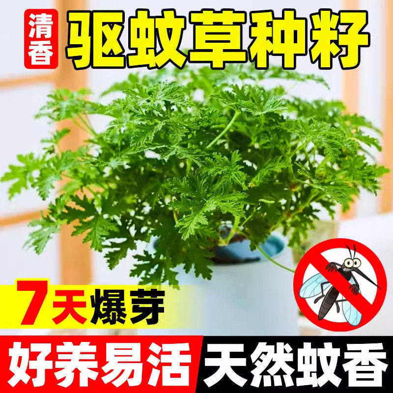 驱蚊草种籽四季种植开花盆栽花苗草种阳台庭院盆栽薄荷艾草种子孑
