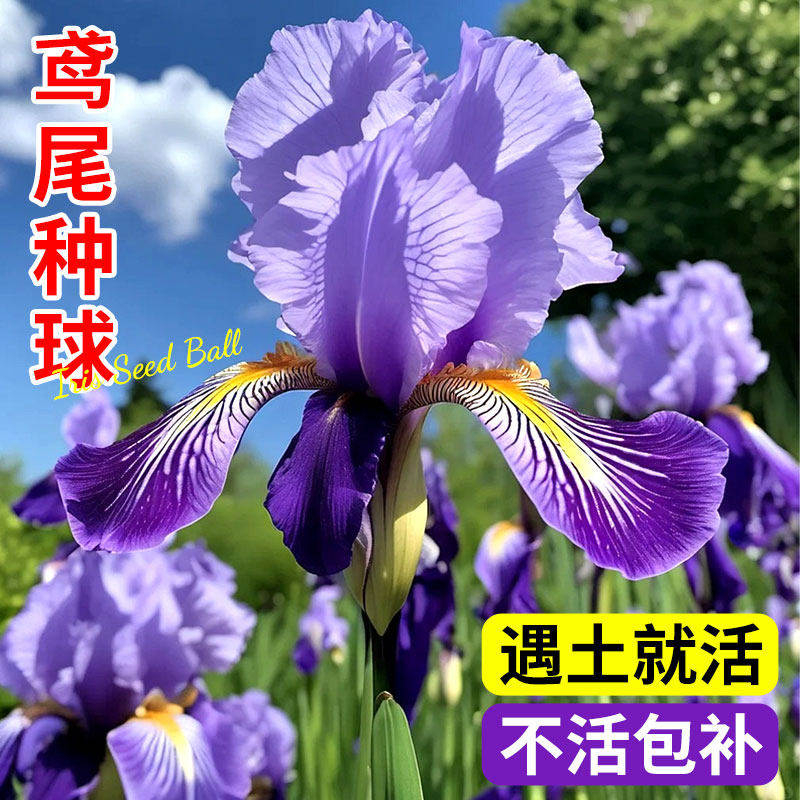 德国鸢尾种球鸢尾花苗多年生阳台盆栽庭院室外绿植耐热耐寒花植物