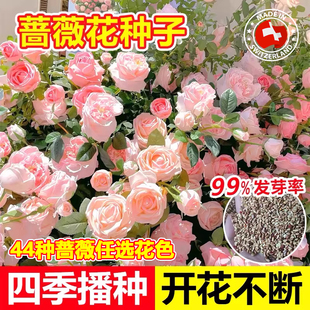 四季播蔷薇花种子花籽爬藤月季玫瑰开花不断爬墙庭院花卉盆栽植物