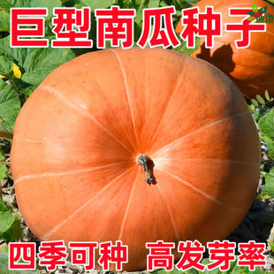 巨型南瓜种子特大南瓜种籽高产甜面粉糯厚肉大田菜园春秋蔬菜种籽