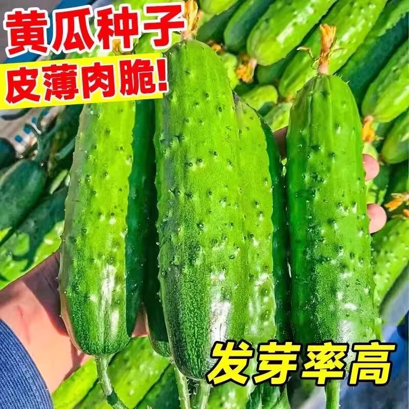 水果黄瓜种子高产早熟摘不败节节有瓜阳台盆栽夏季播种小黄瓜种籽