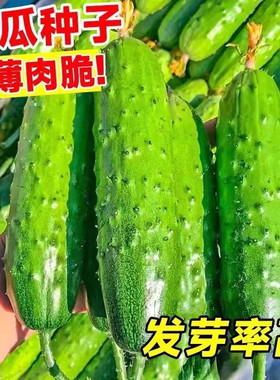 水果黄瓜种子高产早熟夏季种植