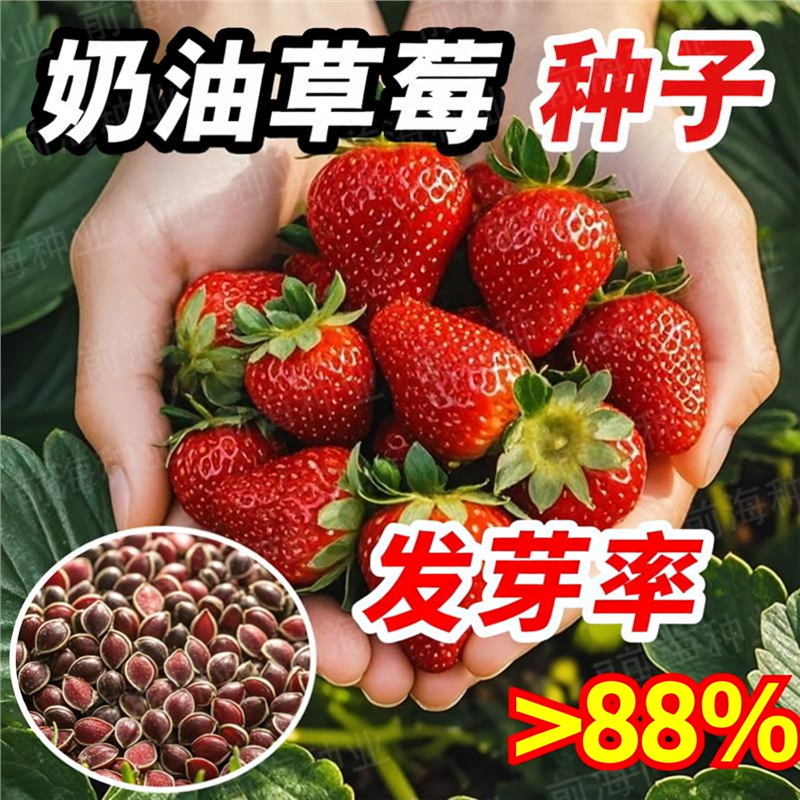 草莓种子新手阳台盆栽甜四季奶油草莓种子蔬菜籽水果广东草莓种子