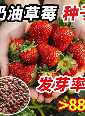 【新手易种】四季奶油草莓