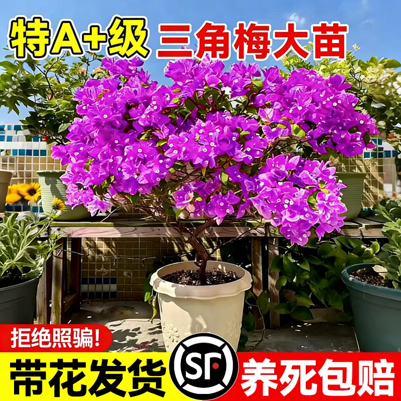 云南紫三角梅盆栽老桩绿植物四季开花重瓣绿樱漳红樱室内阳台爬藤,鲜花速递/花卉仿真/绿植园艺,种苗/半成品盆栽,淘宝优惠券,粉丝福利购,淘宝优惠卷