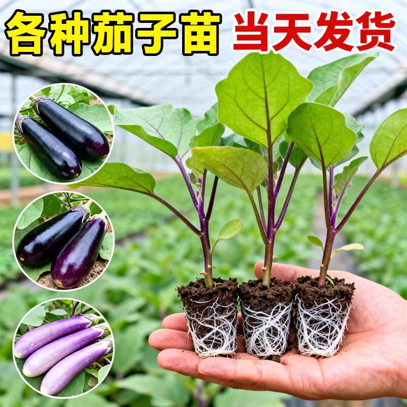 茄子秧苗带土嫁接苗广东适合多季种植可过蔬菜阳台盆栽正宗结果高