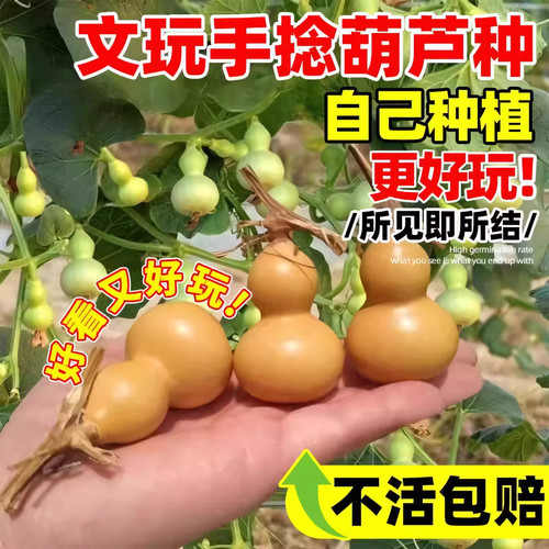小葫芦种籽手捻葫芦种子四季种植