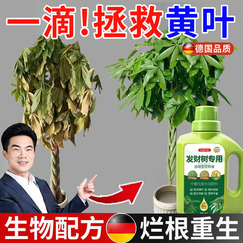 【拯救掉叶黄叶】根叶双重吸收