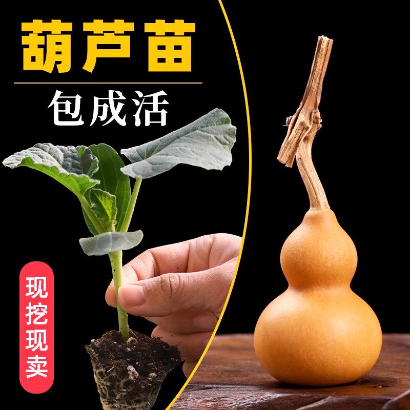葫芦苗手捻小葫芦种子八宝文玩观赏盆栽大葫芦苗秧特大亚腰葫芦籽 - 实物图