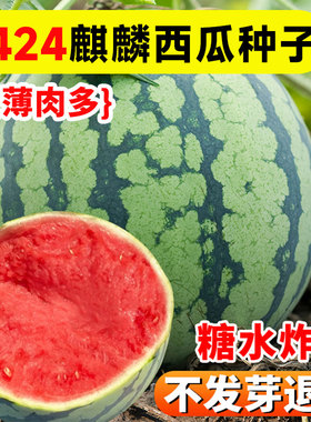 冰糖麒麟西瓜种籽8424无籽西瓜盆栽甜瓜种子孑四季种植甜西瓜苗秧