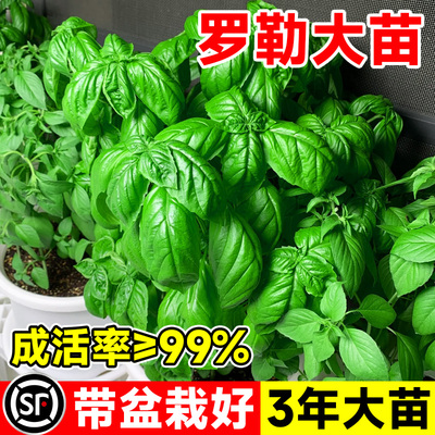 室内驱蚊罗勒盆栽可食用大叶香草