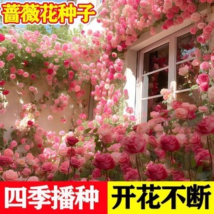 四季播蔷薇花种子花籽爬藤月季玫瑰开花不断爬墙庭院花卉盆栽植物