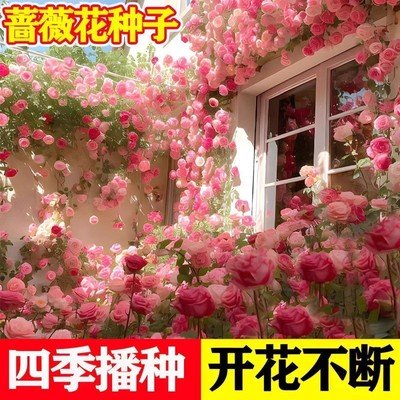 四季种蔷薇花种子【不开花包赔】