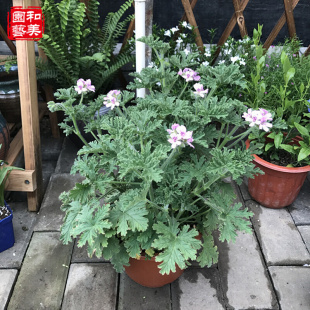 包邮 香叶天竺葵 驱蚊草盆栽 新疆 除虫菊柠檬香草 植物驱虫净化空