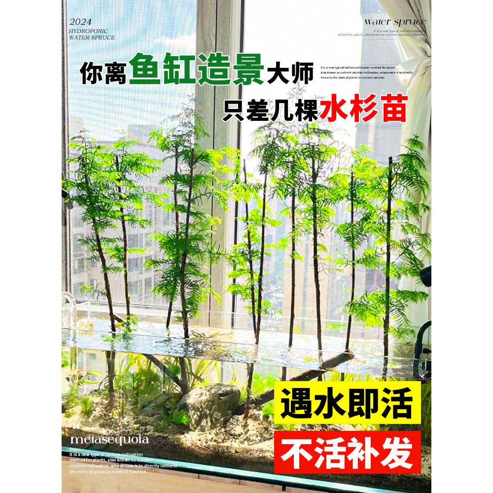 水杉树苗水培植物和鱼共养四季盆栽室内客厅绿植水生植物鱼缸造景