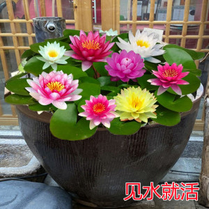 睡莲带花苞发货水培植物可养鱼水栽培花卉水缸里养的无土水里荷花