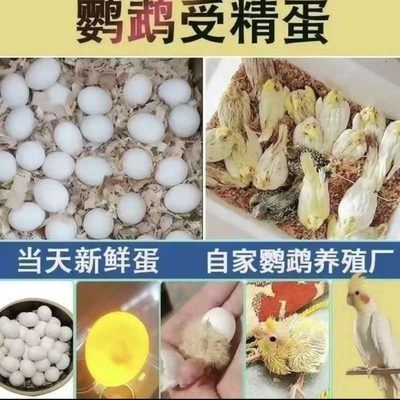虎皮鹦鹉鸟蛋破损包赔新鲜雌雄随机精品受精率高现货受精蛋种蛋