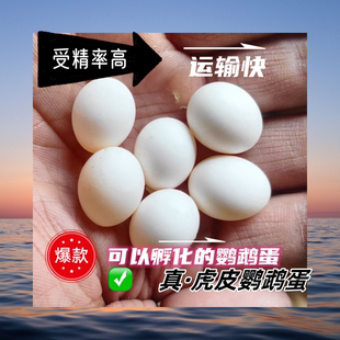 受精蛋种蛋虎皮鹦鹉蛋可人工孵化当天新鲜鸟蛋受精率高旋风鹦鹉蛋
