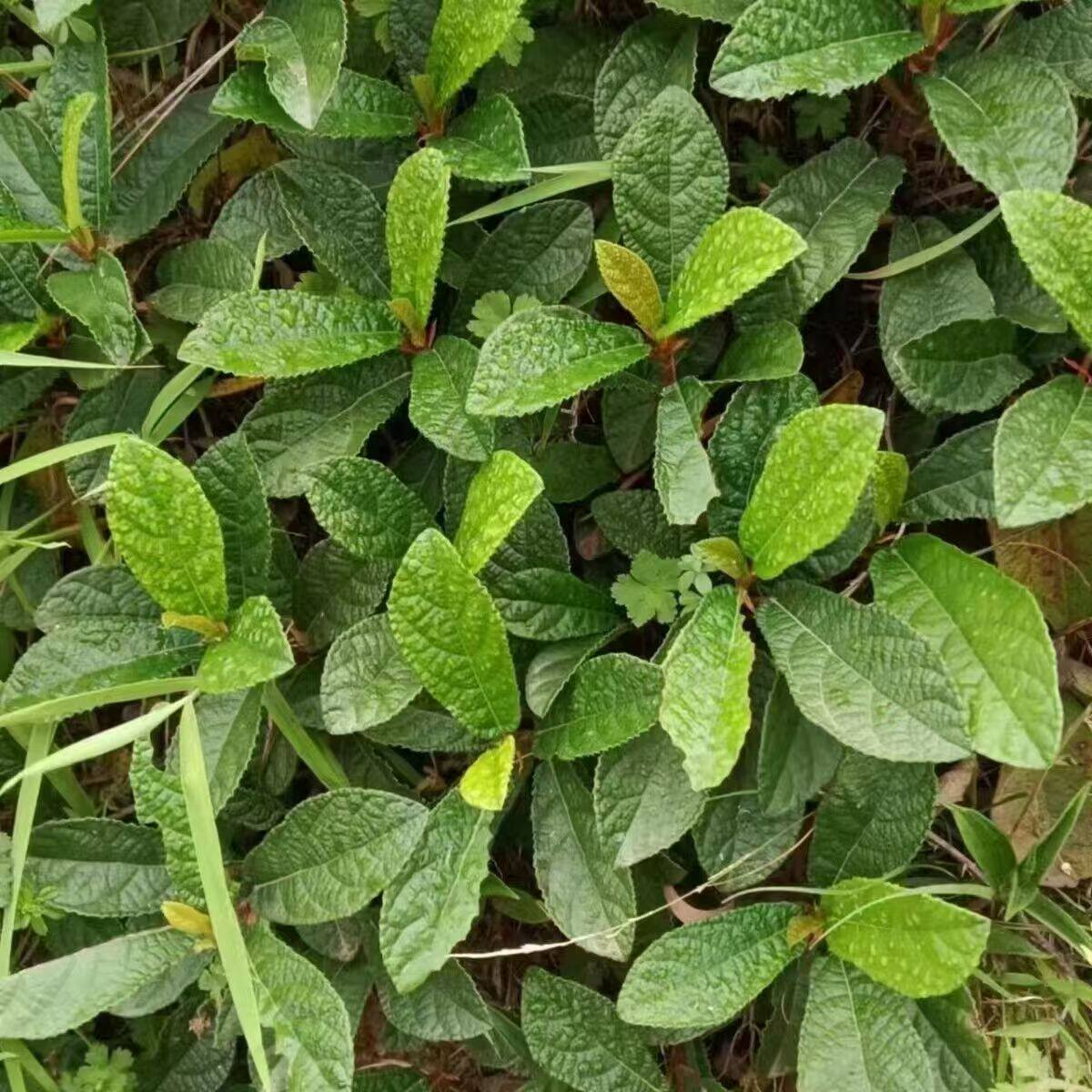 云南地瓜藤地石榴地枇杷地板藤野生活血通络中药材