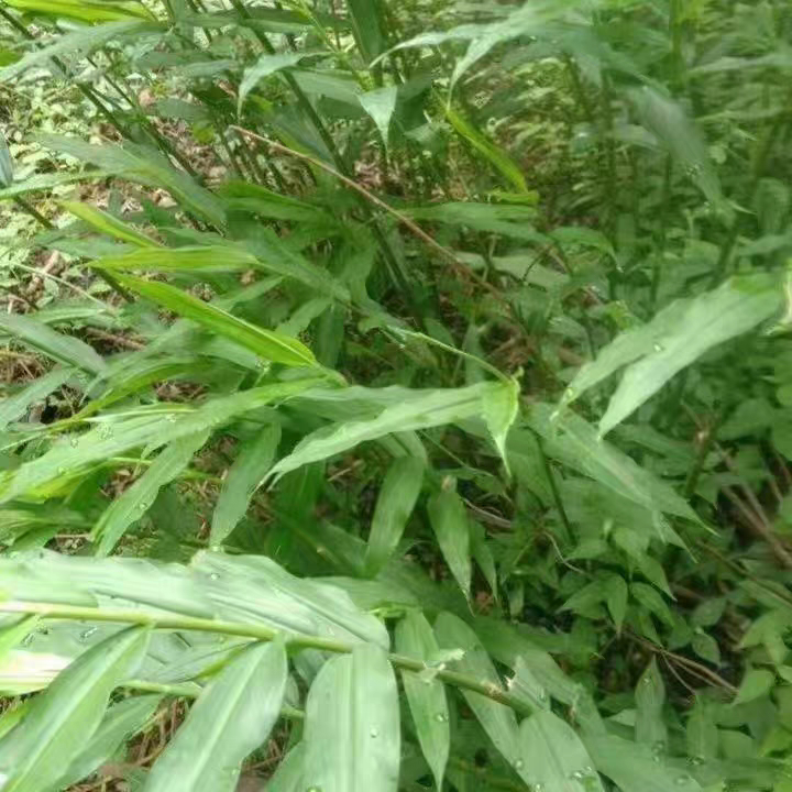 云南深山古夜郎大地中药材野山姜下单现采现发全年有货包邮药用