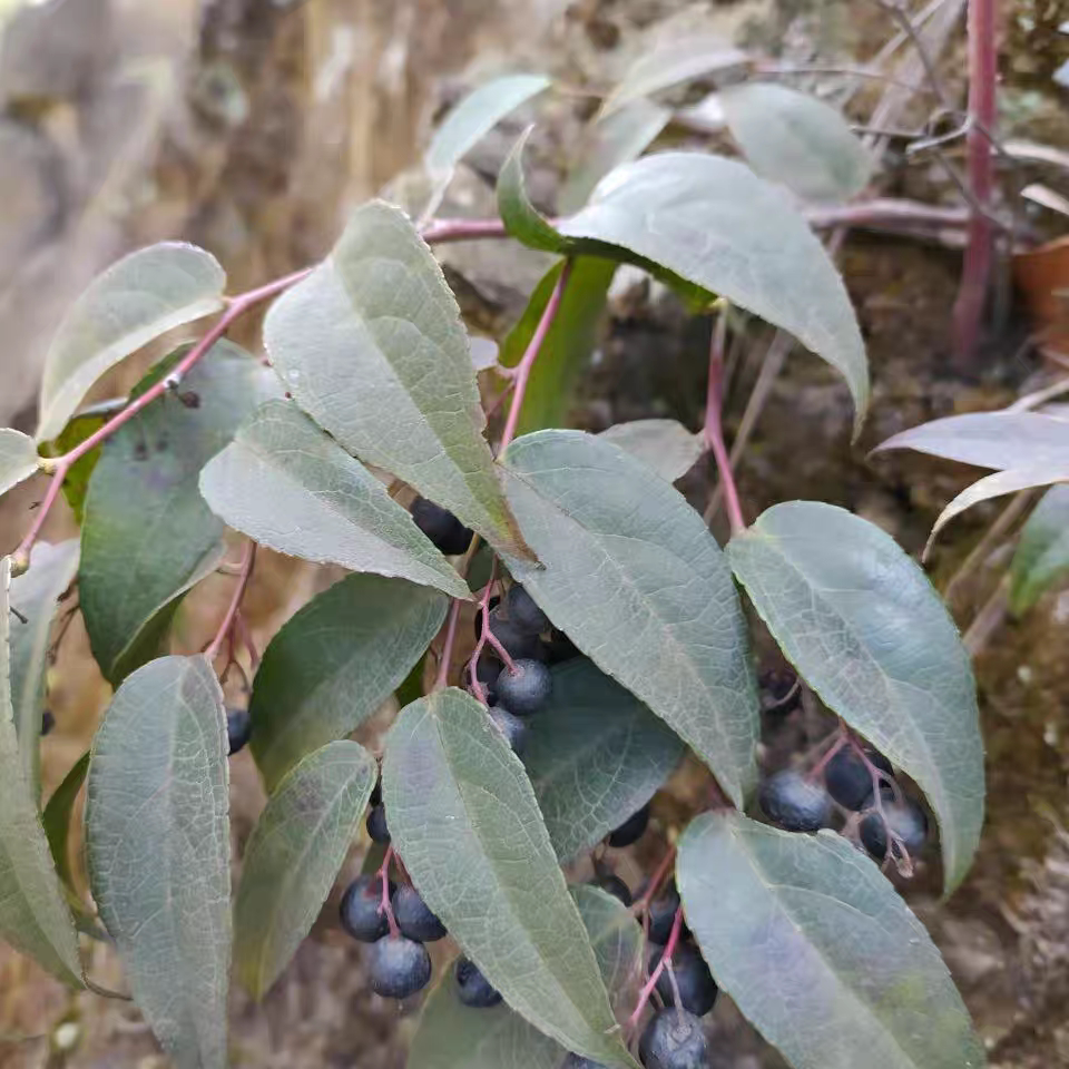云南生态透骨香中药材滇白珠透骨草全株满山香泡酒泡酒卤料新鲜