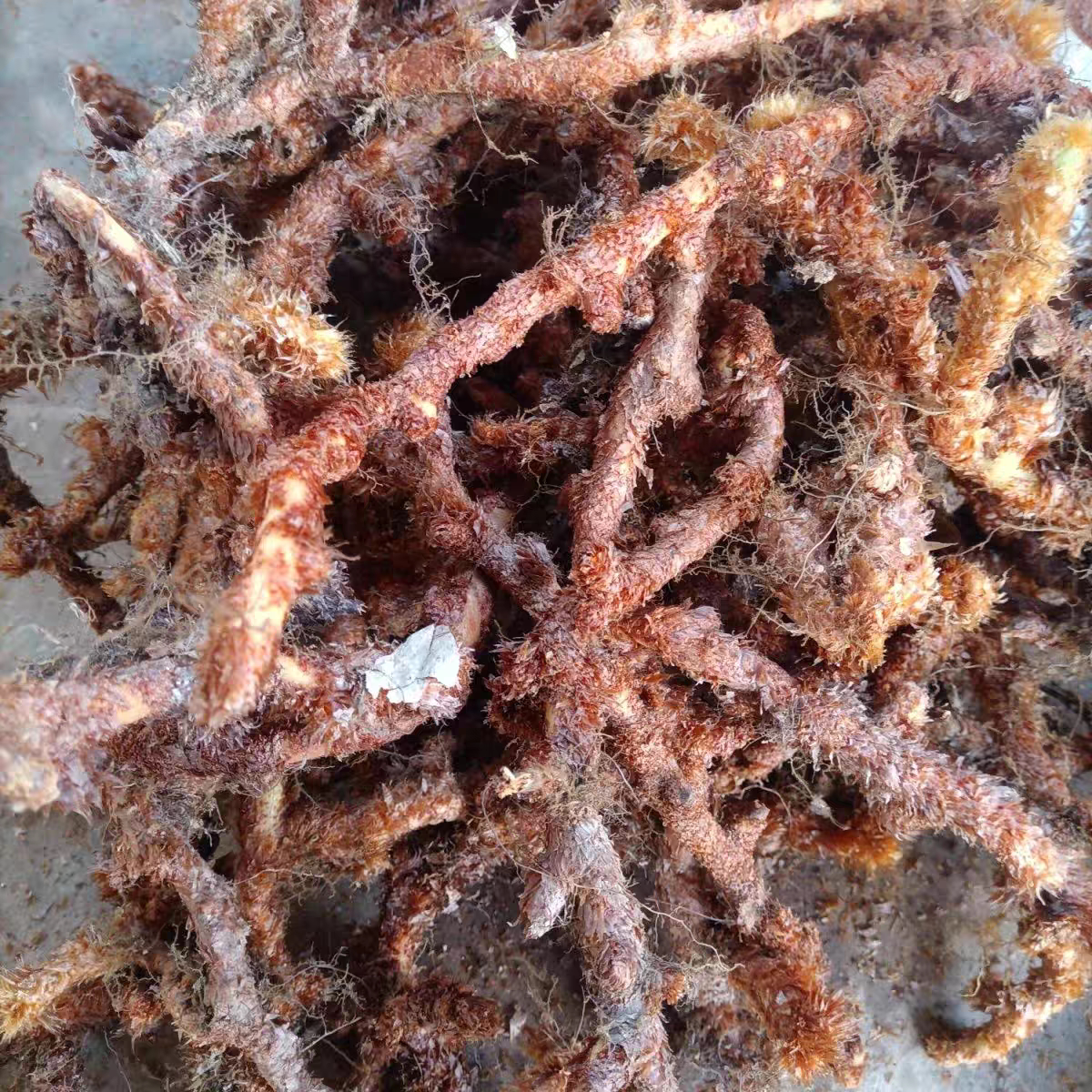云南深山新鲜骨碎补毛姜爬岩姜石岩姜接骨包邮姜煲汤中药材泡酒
