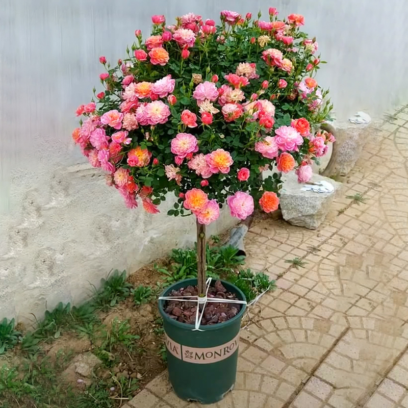 四季嫁接滕彩虹树桩月季特大花苗棒棒糖树状月季盆栽庭院地栽老桩